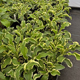 Let's Twist Again Hosta
