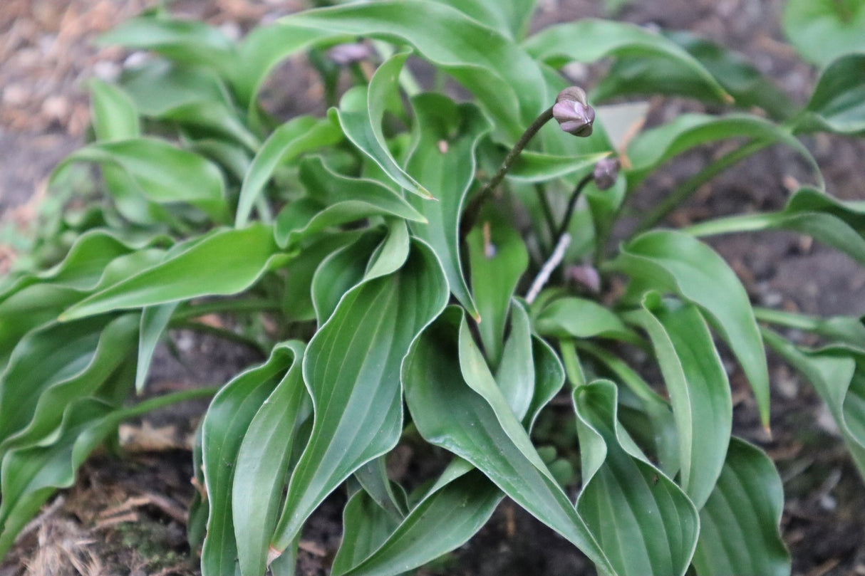 Li'l Ruffian Hosta