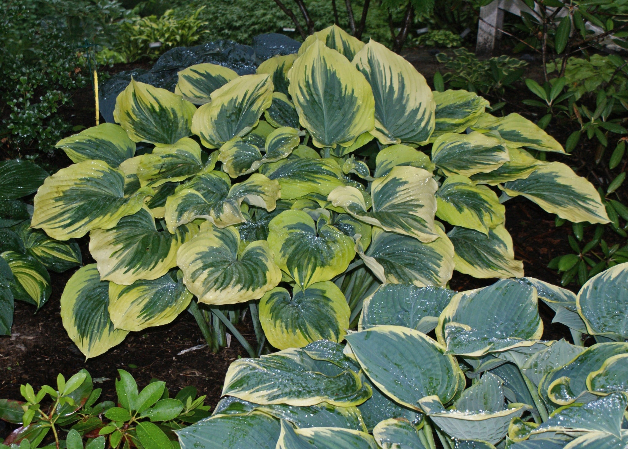 liberty hosta plant Liberty Hosta PP12531- Shade Perennial Giant Sun Tolerant Hosta Plant – NH  Hostas