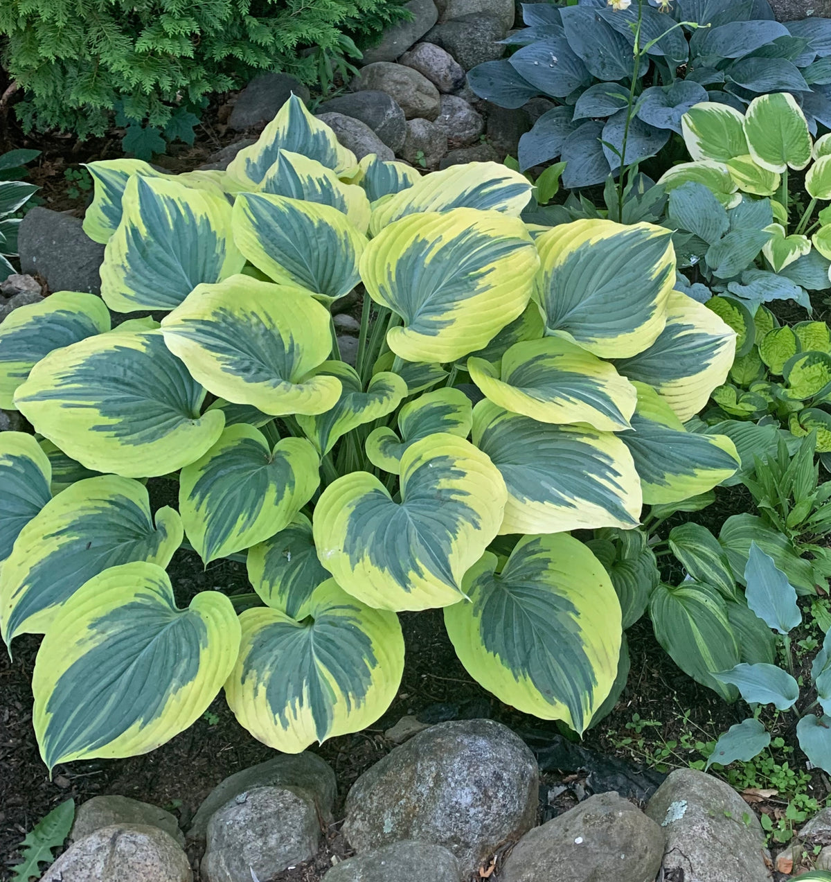 Liberty Hosta PP12531- Shade Perennial Giant Sun Tolerant Hosta Plant