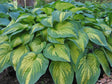 Light of Day Hosta