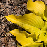 Li'l Smooch Hosta