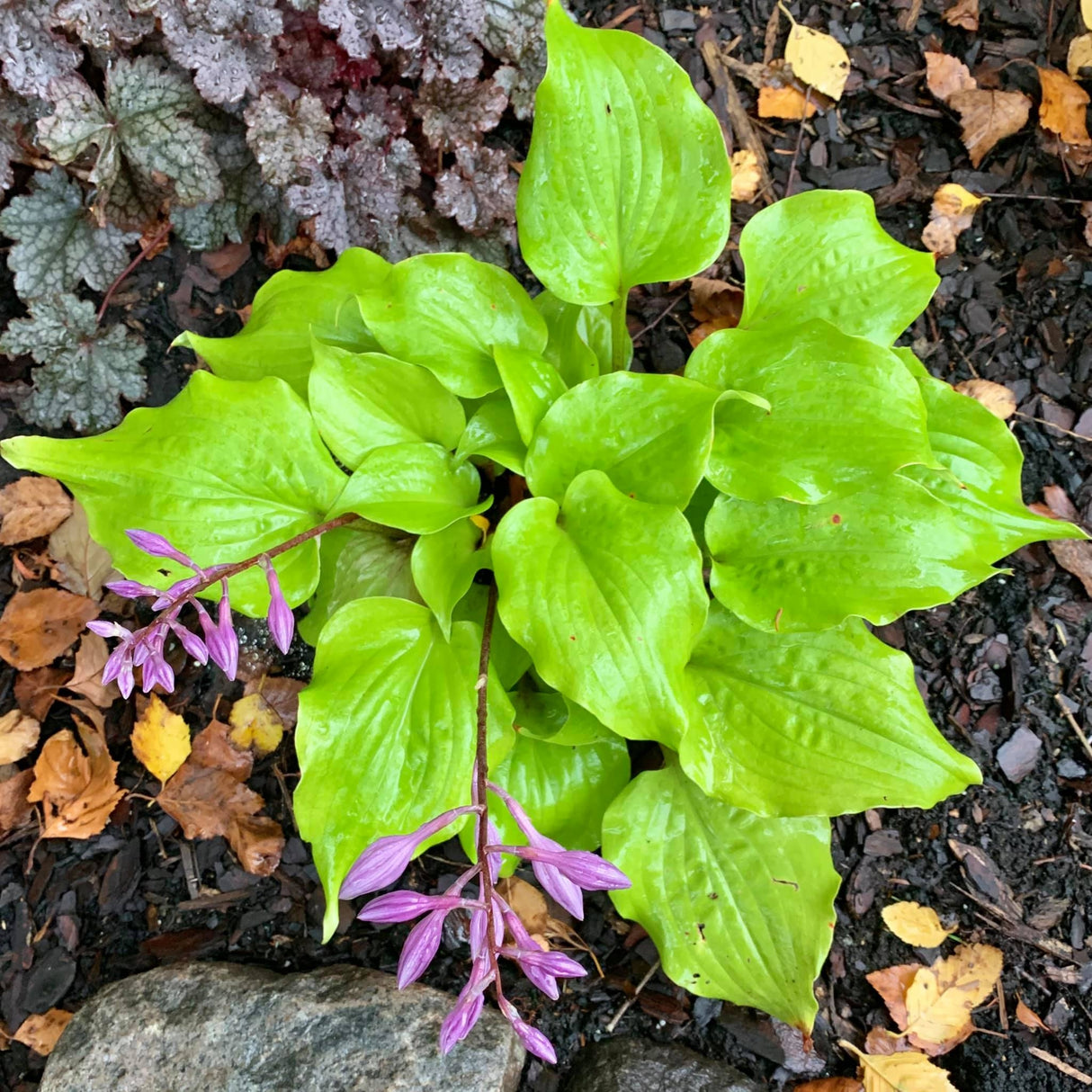 Li'l Smooch Hosta