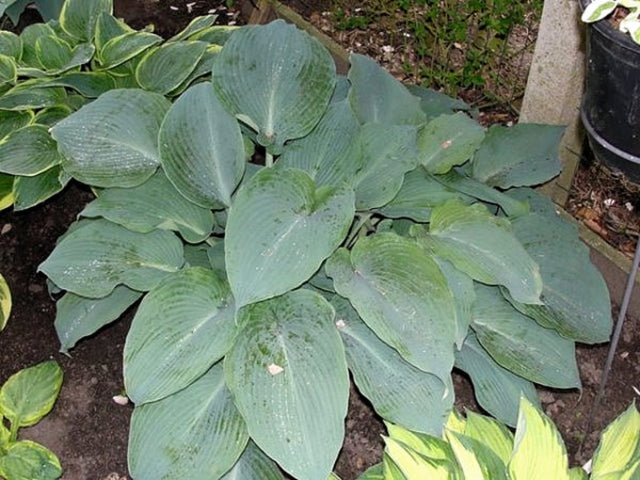 Lilac Giant Hosta courtesy of The Hosta Library