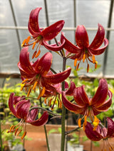 'Claude Shride' Martagon Lily