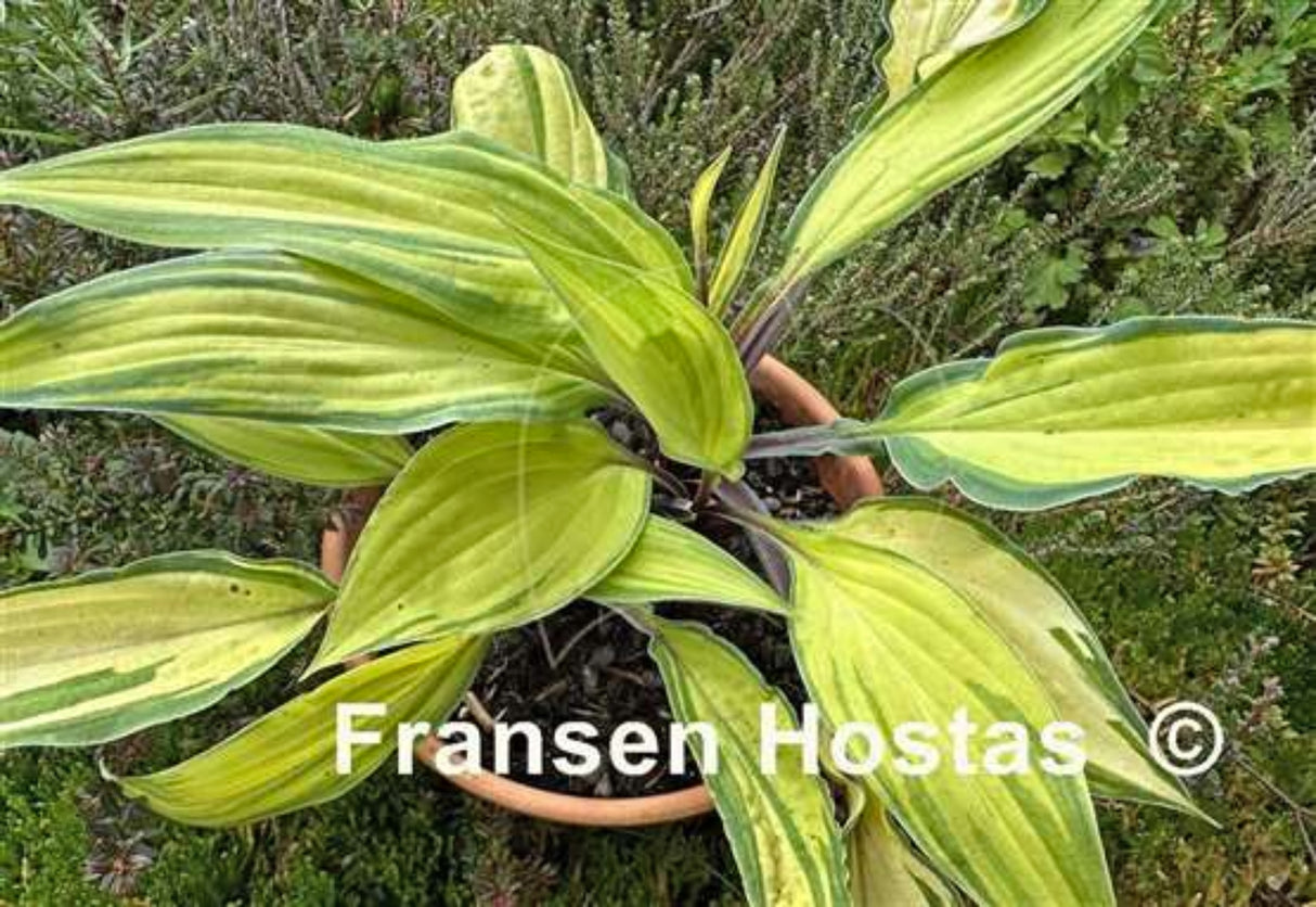 Lipstick Kiss Hosta