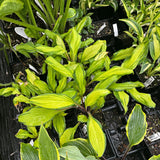 Lipstick Kiss Hosta