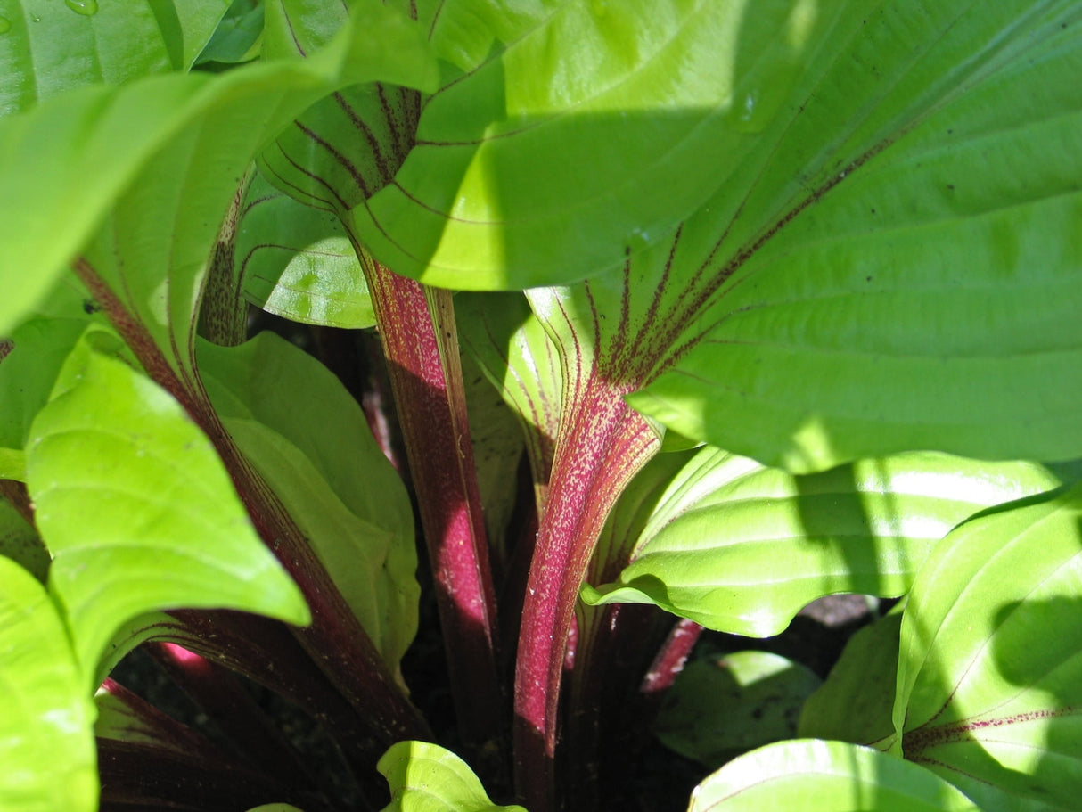 Lipstick Sunset Hosta