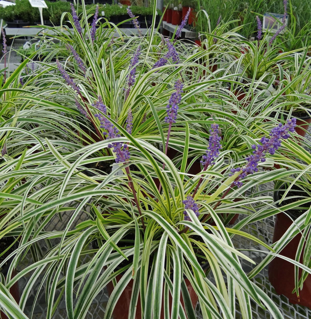 Liriope muscari 'Varegata' Courtesy of Growing Colors