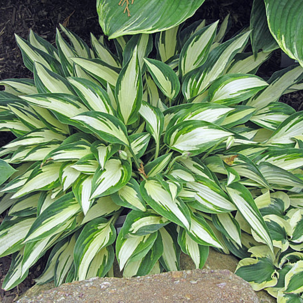 Little Angel Wings Hosta – NH Hostas