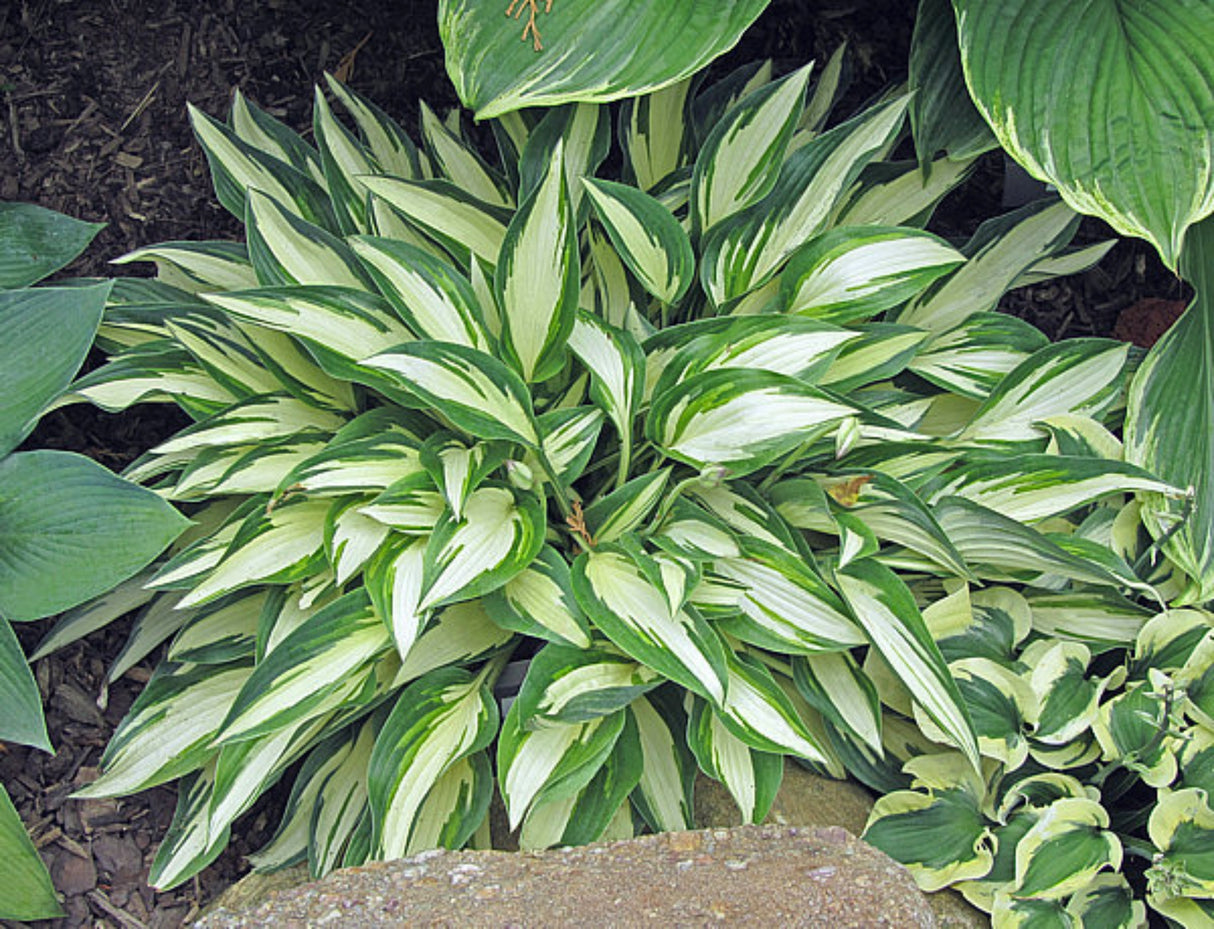 Little Angel Wings Hosta