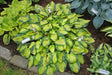 Little Sunspot Hosta
