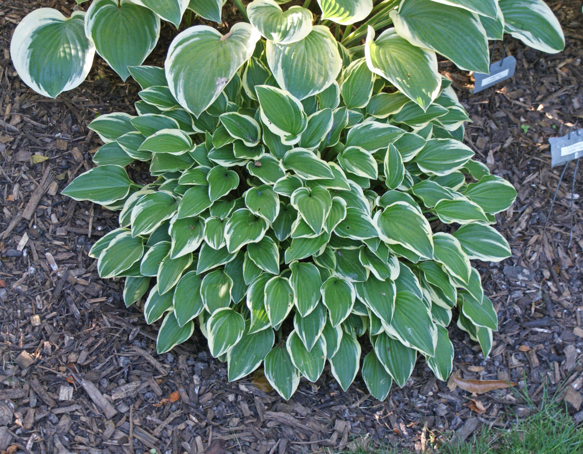 Ground Cover Hosta - Hostas For Rock Gardens Or Borders – NH Hostas