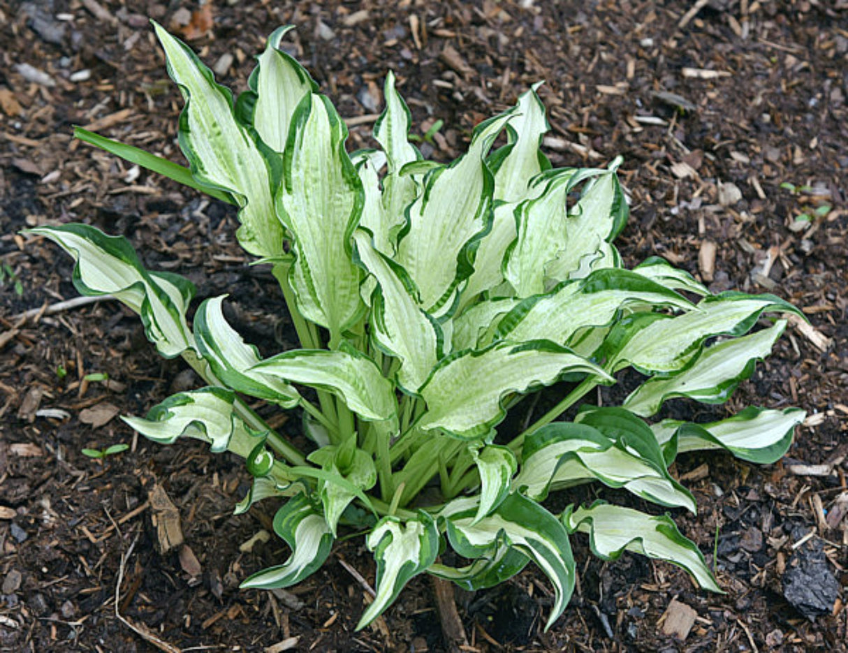 London Bridge Hosta