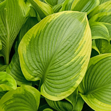 Lone Star PP35324 Hosta