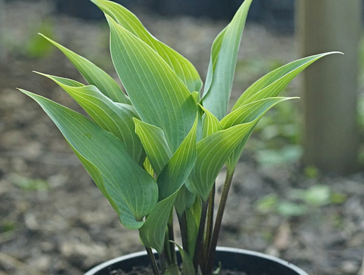 Hosta longipes f. hypoglauca