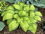 Love of My Life Hosta