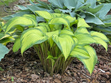 Love of My Life Hosta