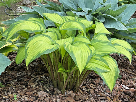 Love of My Life Hosta