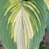 Love Story PP34224 Hosta - 4.5 Inch Container (NEW For 2023!)