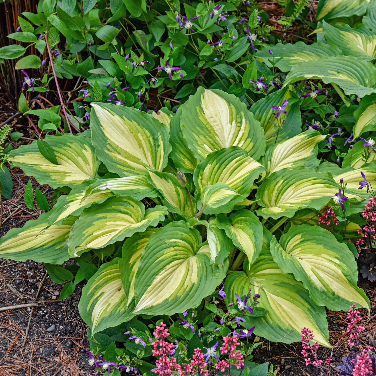 Love Story PP34224 Hosta