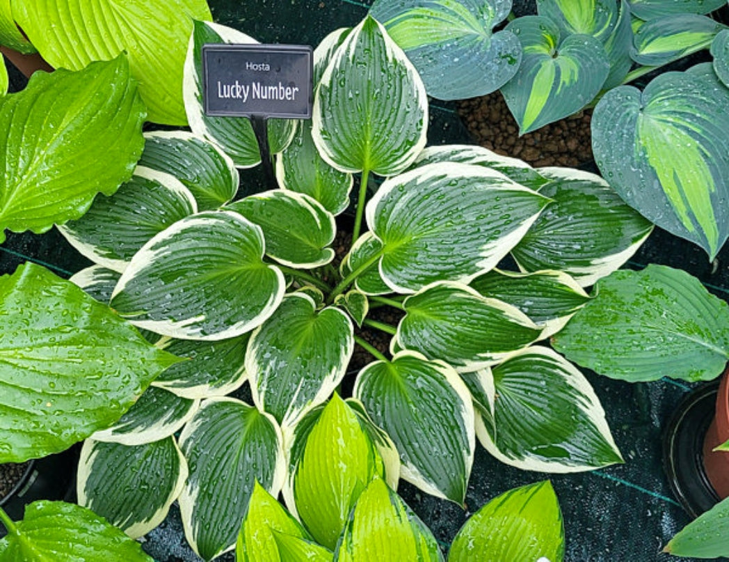 Lucky Number Hosta