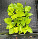 Luna Tick Hosta