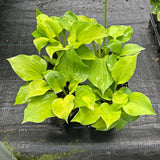 Luna Tick Hosta