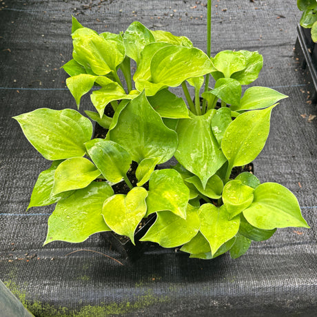Luna Tick Hosta
