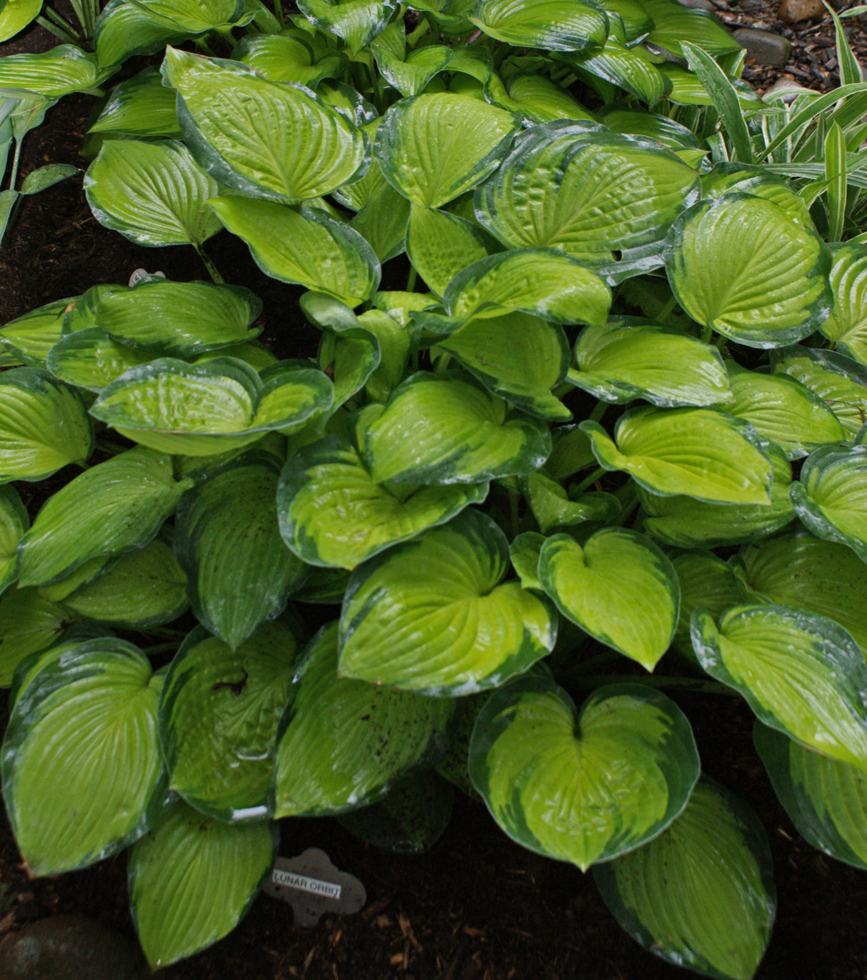 Lunar Orbit Hosta