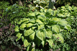 Lunar Orbit Hosta