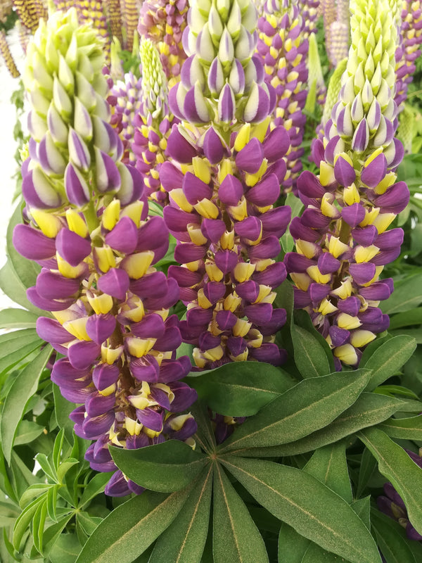 Lupinus 'Gallery Blue Yellow Bicolor' Courtesy of Growing Colors.