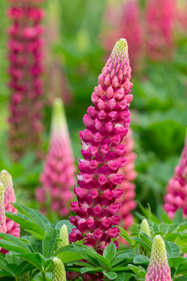 Lupinus 'Gallery Red' Courtesy of Growing Colors