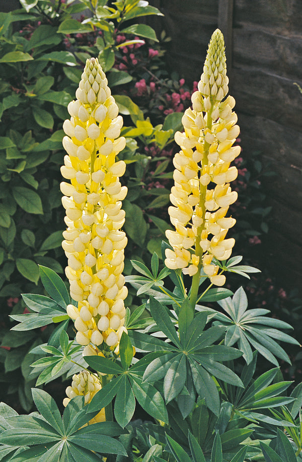 Lupinus 'Gallery Yellow' Courtesy of Growing Colors