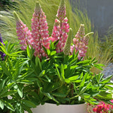 Lupinus polyphyllus MINI GALLERY™ Series - Pink Bicolor