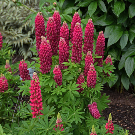 Lupinus polyphyllus MINI GALLERY™ Series - Red