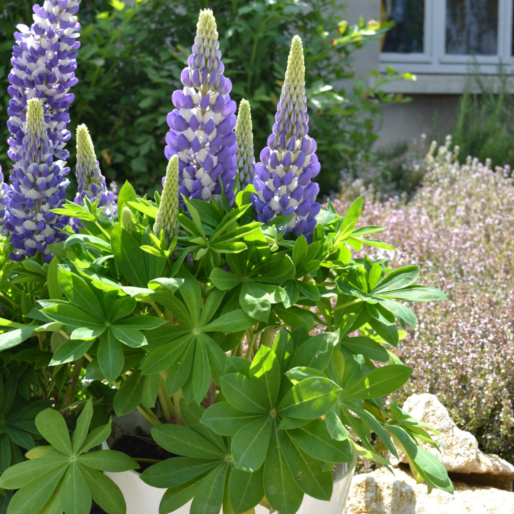 Lupinus p. MINI GALLERY Series - Blue Bicolor – NH Hostas