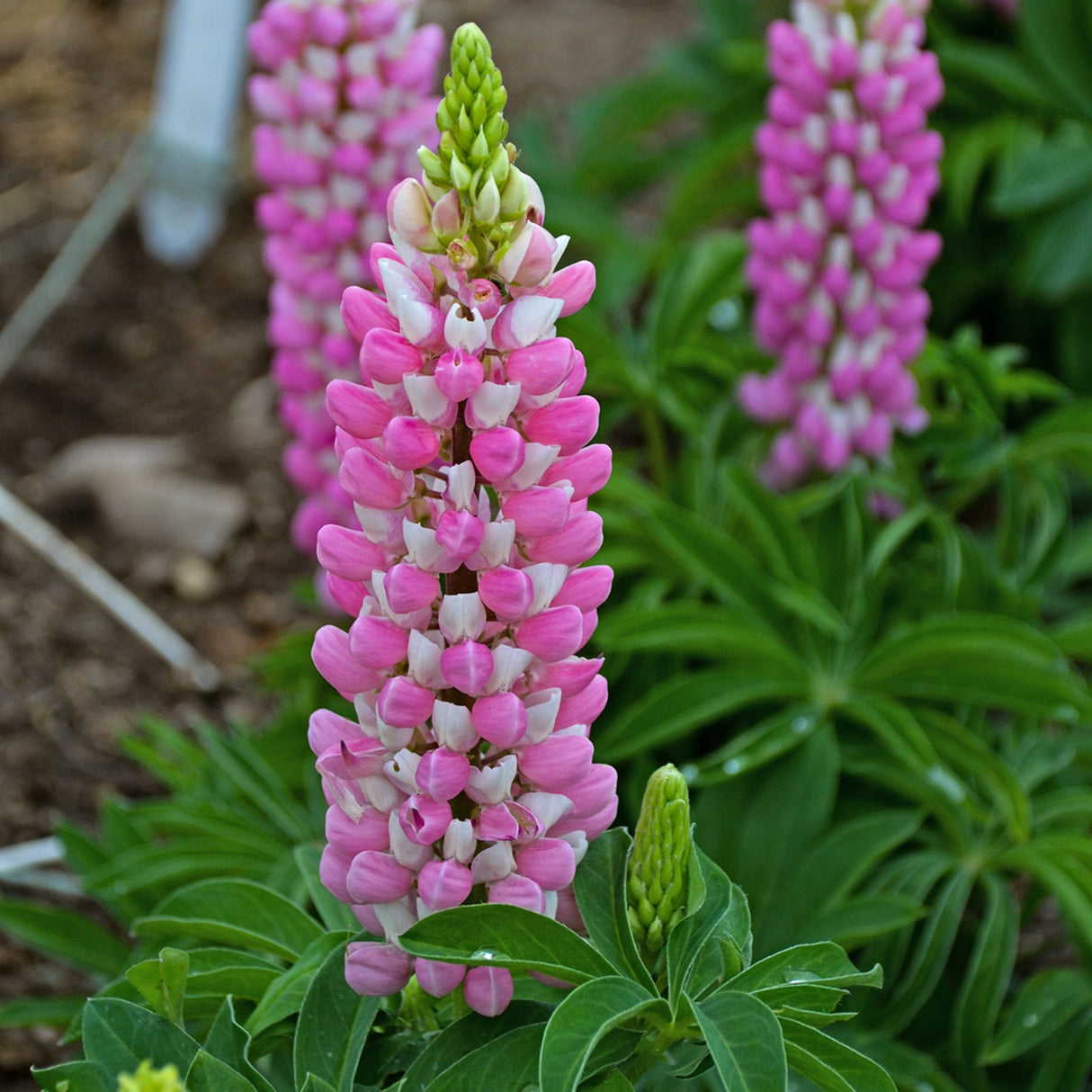 Lupinus polyphyllus MINI GALLERY™ Series - Pink Bicolor