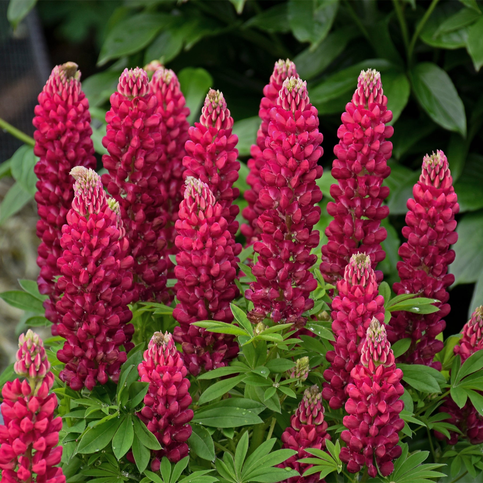 [LUPINUS♡]あみぐるみ② Lupinus polyphyllus MINI GALLERY™ Series - Red – NH Hostas