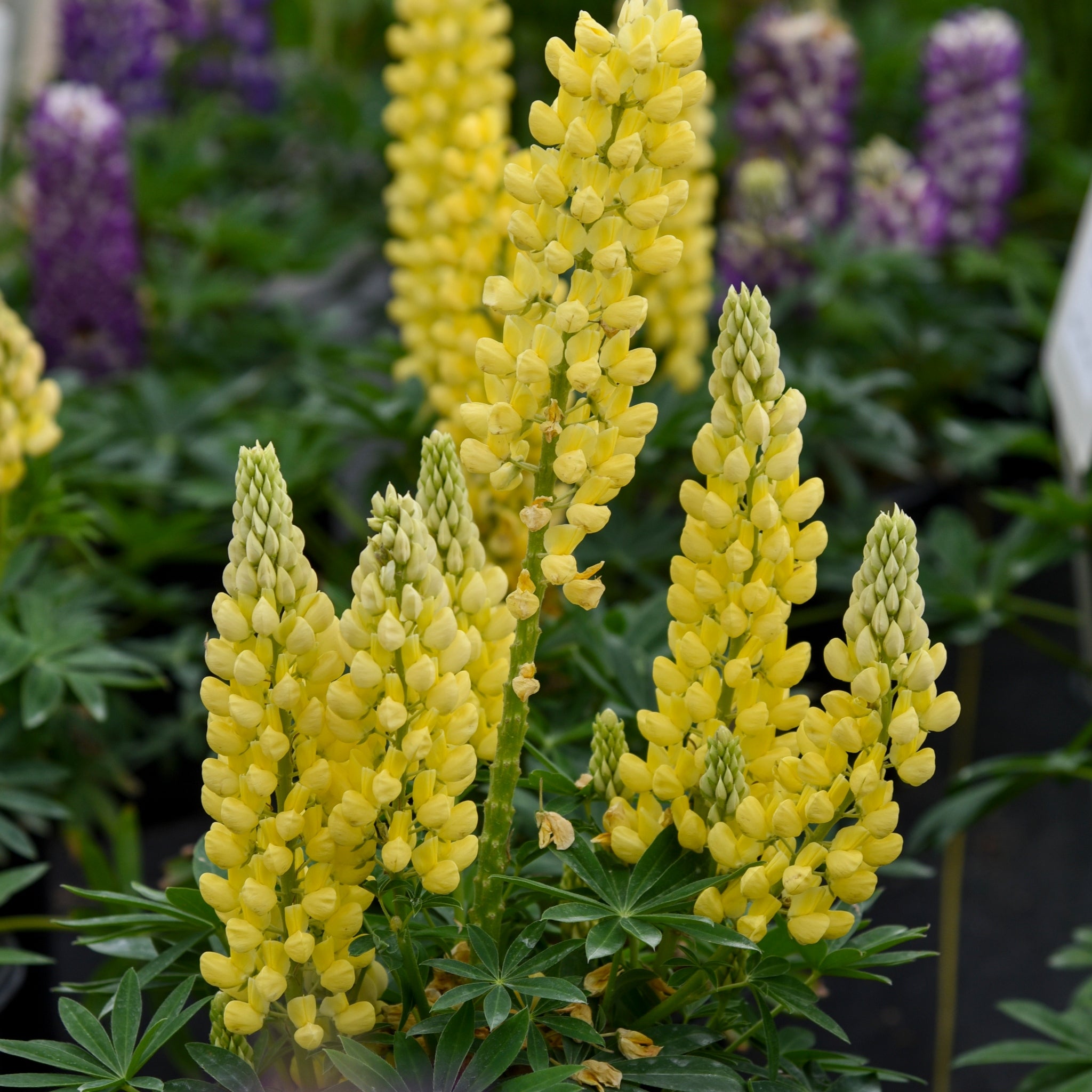 Lupinus p. MINI GALLERY Series - Yellow – NH Hostas