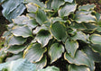 Making Waves Hosta