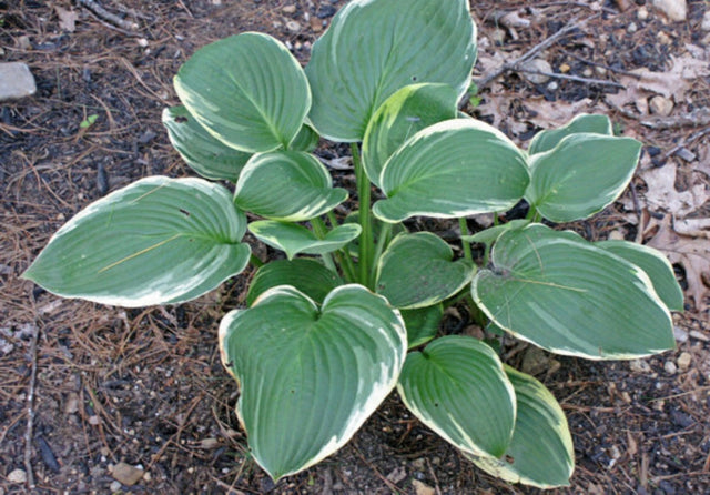 Malabar Hosta courtesy of The Hosta Library