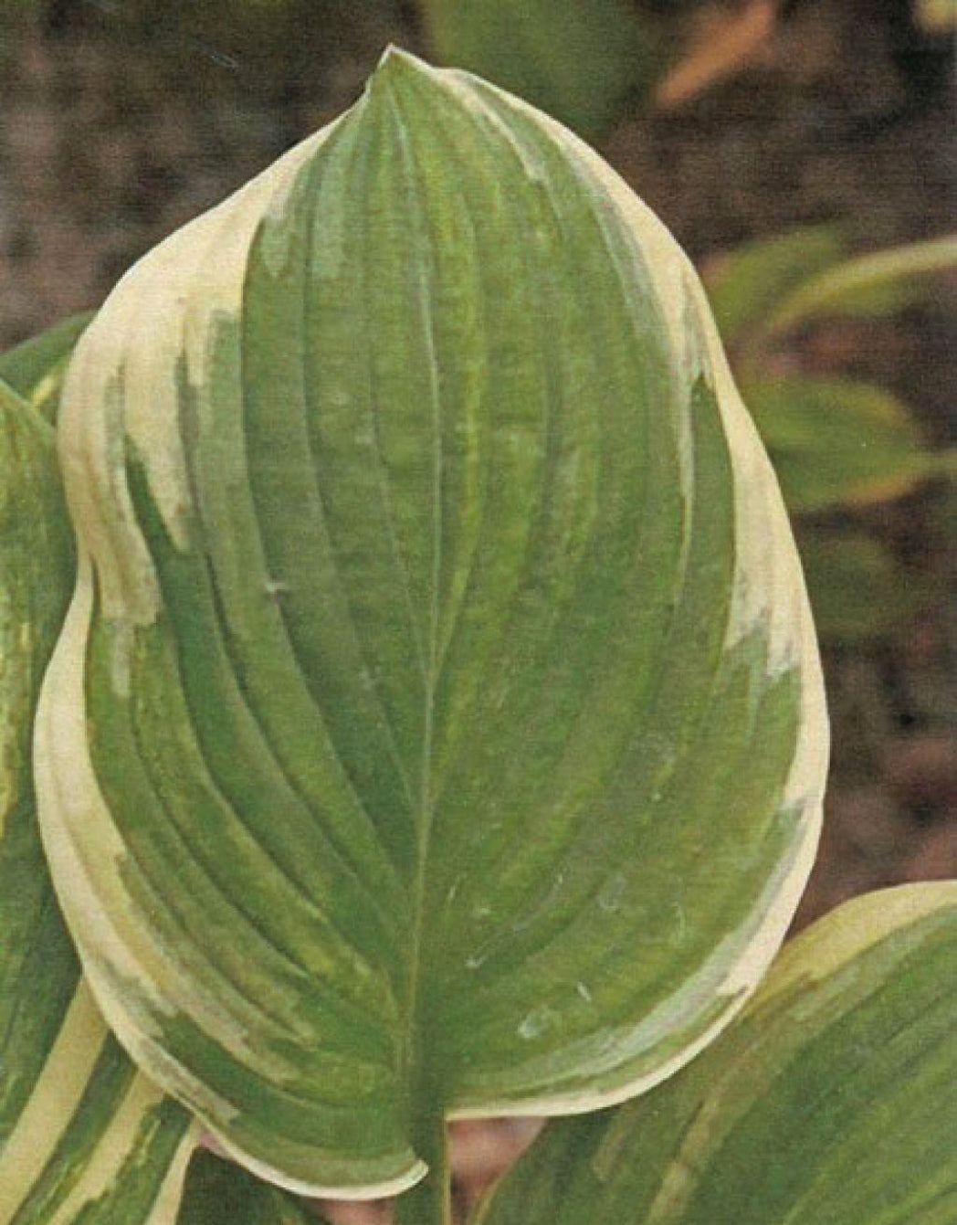 Malabar Hosta courtesy of The Hosta Library