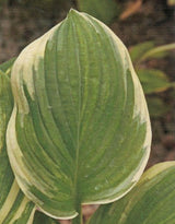 Malabar Hosta courtesy of The Hosta Library