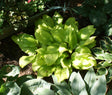 Mango Salsa Hosta