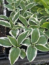 Marshmallow Clouds Hosta (NEW For 2023!)