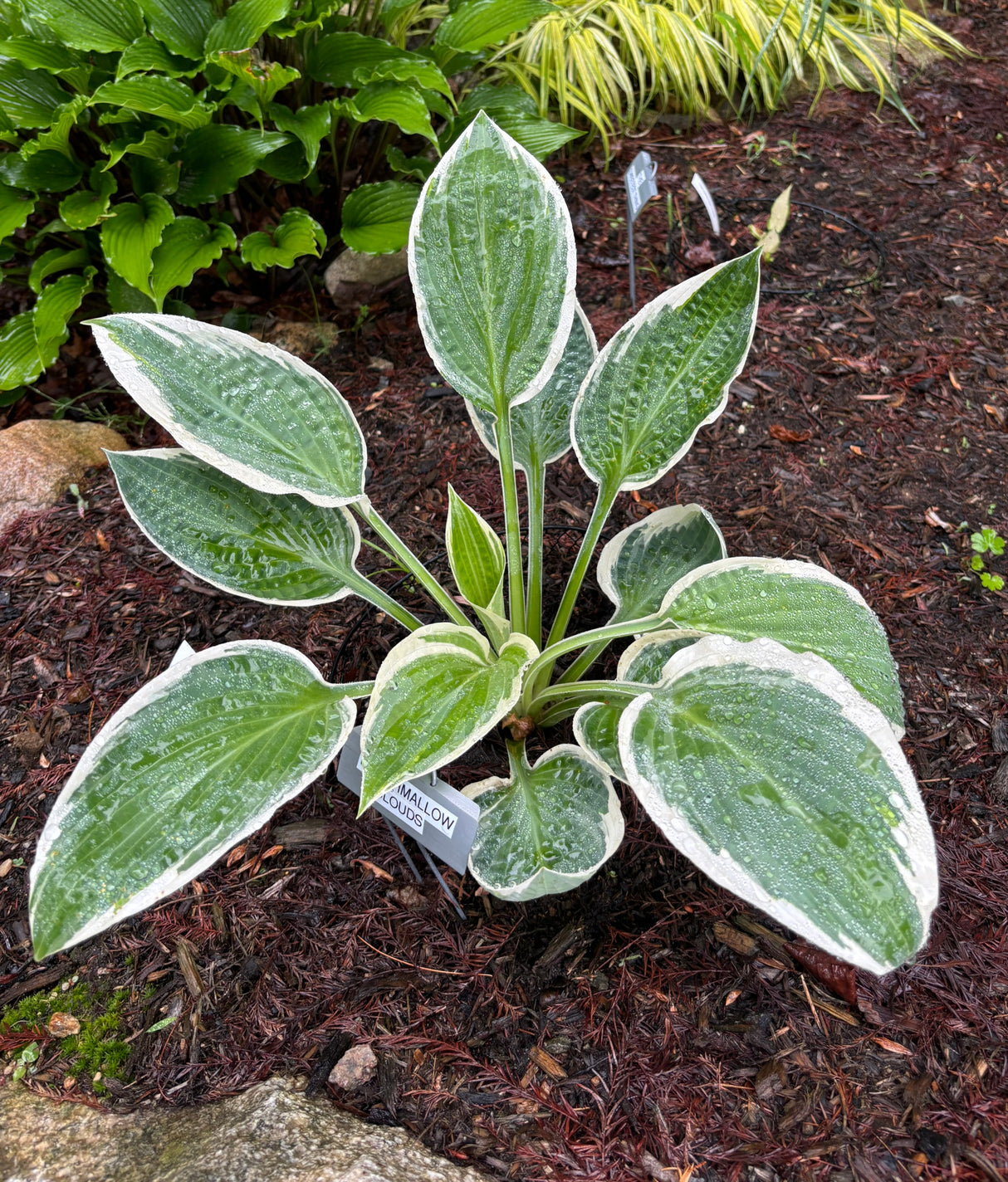 Marshmallow Clouds Hosta