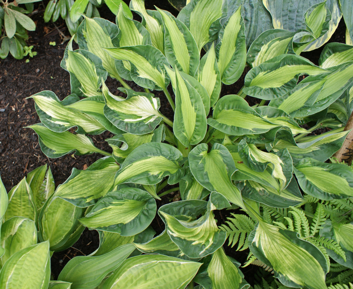 Mary Marie Ann Hosta