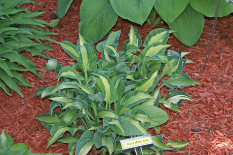 Mary Marie Ann Hosta