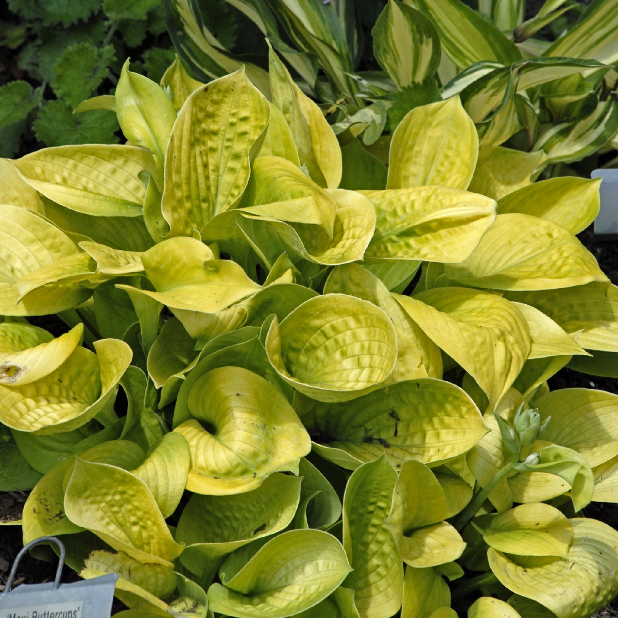 Maui Buttercups Hosta - Hostas NH Sun Hosta Tolerant Shade Perennial Plant –